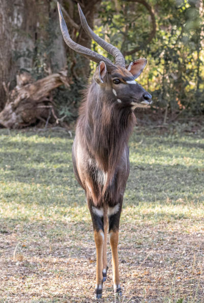 Männliches Nyala