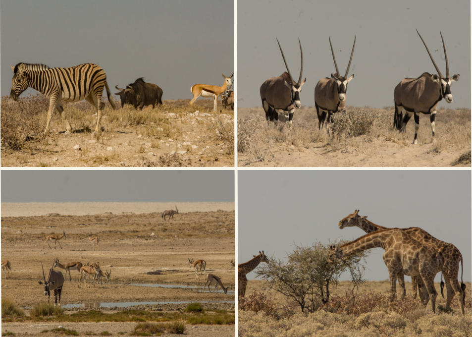 Unterwegs im Etosha Nationalpark