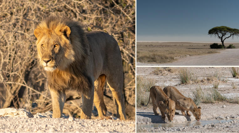 Unterwegs im Etosha Nationalpark