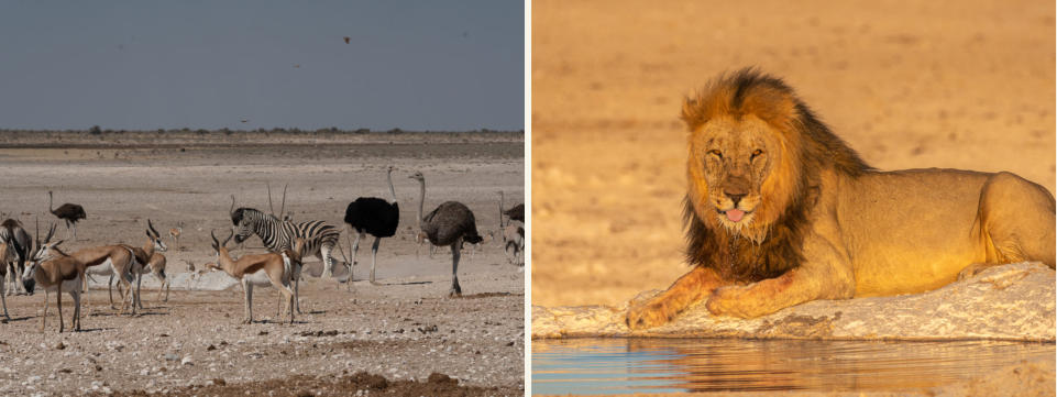 Wasserloch Newbrowni