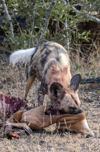 Wildhunde im Idube Game Reserve