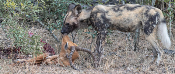 Wildhunde im Idube Game Reserve