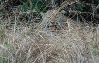 Leopard Kill & Gepard im Idbue Game Resort