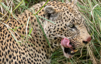 Leopard Kill & Gepard im Idbue Game Resort