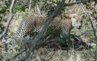 Leopard Kill & Gepard im Idbue Game Resort