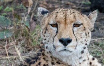 Leopard Kill & Gepard im Idbue Game Resort