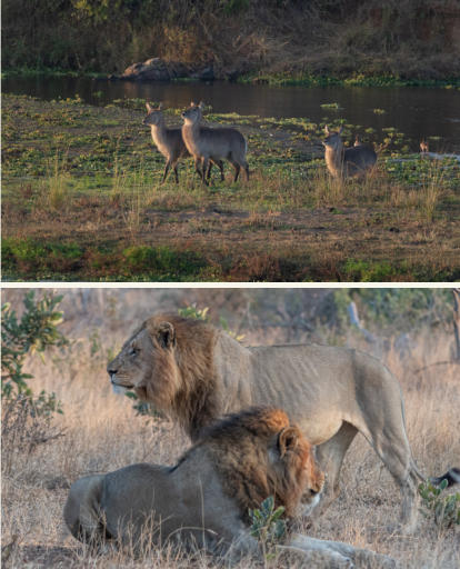 Gegend um Crocodile River - Kruger Nationalpark