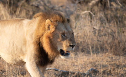 Gegend um Crocodile River - Kruger Nationalpark