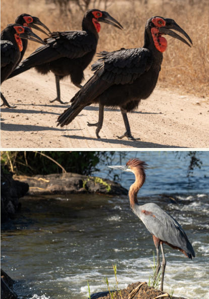 Kruger Nationalpark - am Weg nach Lower Sabie
