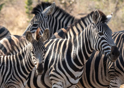 Kruger Nationalpark - am Weg nach Lower Sabie