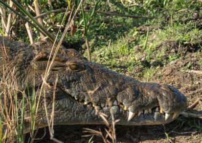 Kruger Nationalpark - am Weg nach Lower Sabie