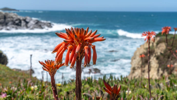 Aloe Vera Blüte an der Costa Vicentina