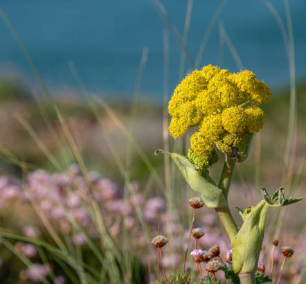 Blütenpracht bei Carrapateira