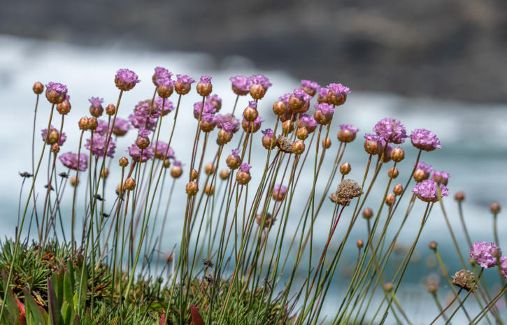 Strandgrasnelke am Küstenpfad