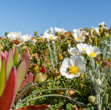 Blütenpracht an der Costa Vicentina