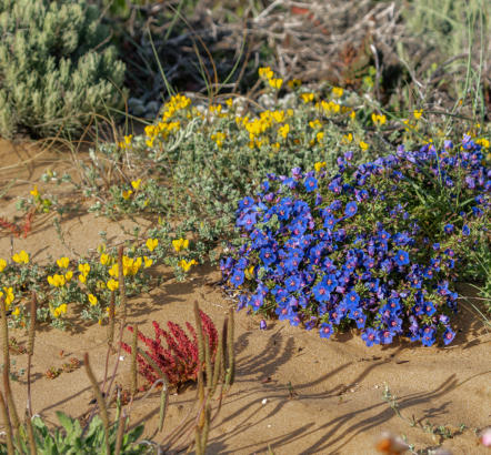 Leinblättriger Gauchheil