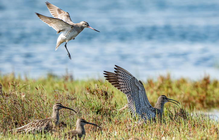 Pfuhlschnepfe & Regenbrachvogel im Ria Formosa NP