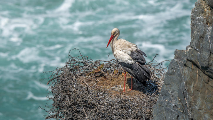 Storchennest am Cabo Sardao