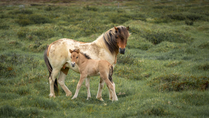 Islandpferd mit Fohlen