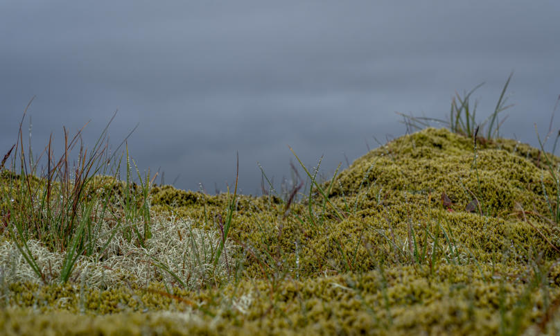 moosbewachsene Lavafelder