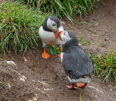 schnäbelnde Papageitaucher
