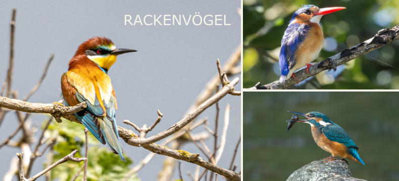 RACKENVÖGEL
