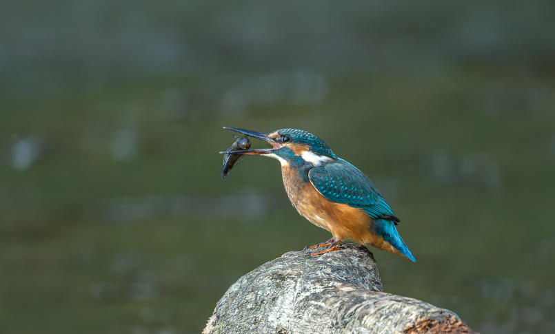 Eisvogel mit Fisch im Schnabel