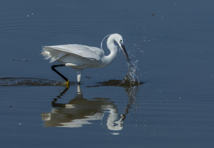 Seidenreiher beim Jagen von Fischen