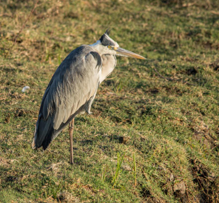 Grau- oder Fischreiher