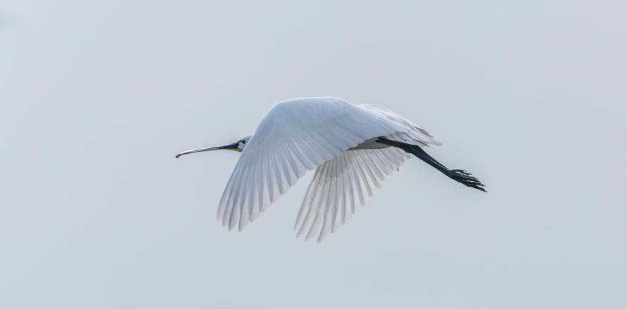 fliegender Löffler