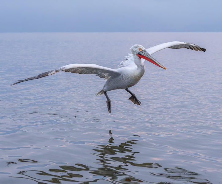 fliegender Pelikan