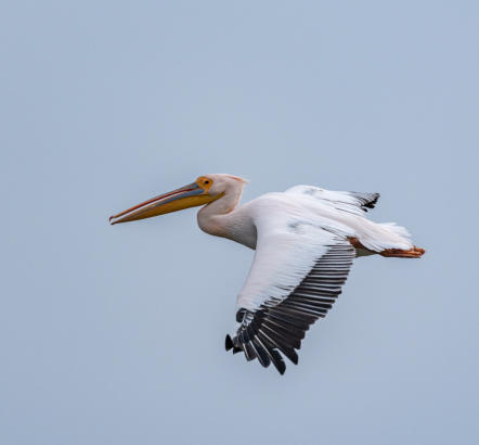 fliegender Rosapelikan