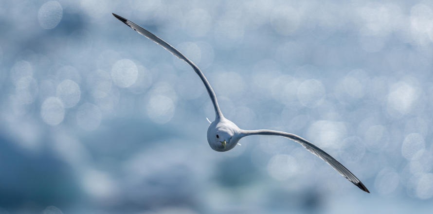 Sturmmöwe im Flug