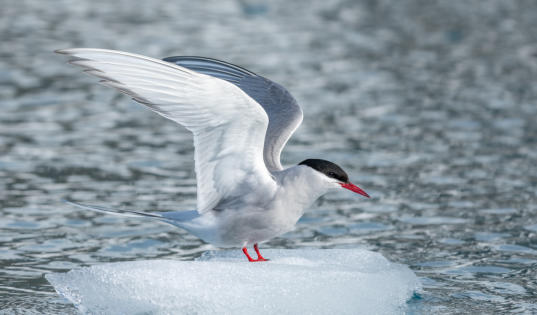 Küstenseeschwalbe breitet Flügel aus